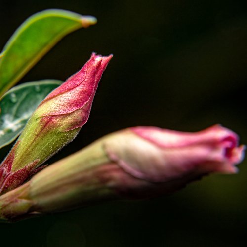 Rosa do Deserto: Beleza e Cuidados com Esta Planta Exótica