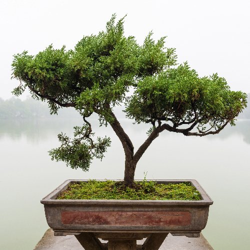 Jardins Zen: Tranquilidade e Harmonia com Plantas Ornamentais